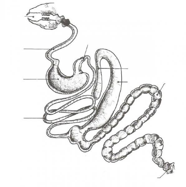 Print Map Quiz: Sistema Digestivo Del Conejo (biología)