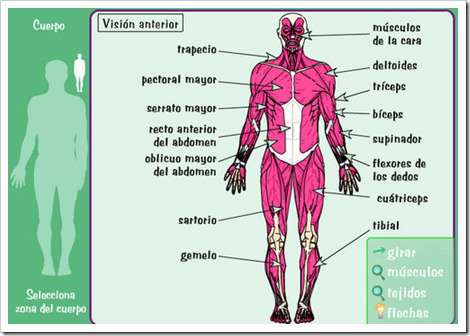 Map Quiz: Músculos de la cintura pélvica (biología - 1º bachillerato)