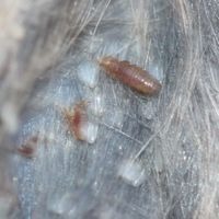 Polyplax Sí o No: Ectoparásitos: Pequeños invasores, grandes problemas