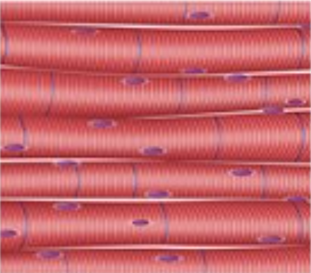 Matching Pairs: Muscular System Matching Game (others)