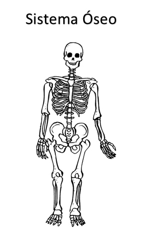 Sistema Oseo Para Colorear Para Ninos De Inicial Colorear Para Ninos Images