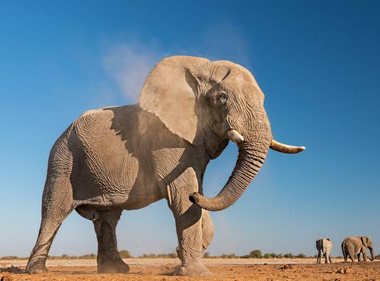 Elephant