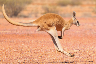 Kangaroo