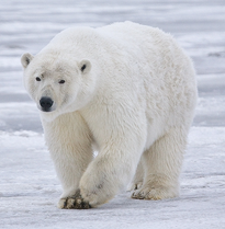 Polar Bear