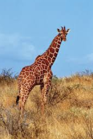 Giraffe
