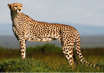 Cheetah