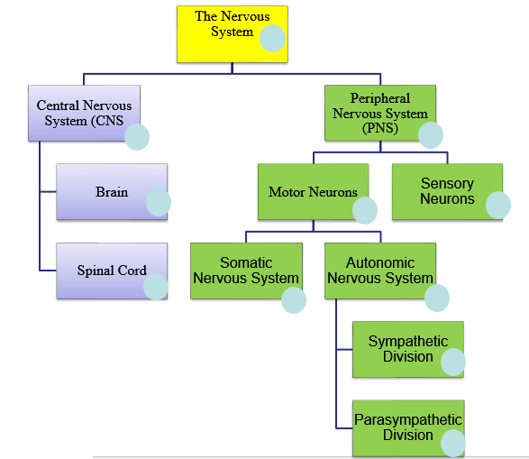 Nervous System Diagram - Hearing Ears And The Nervous System Eldorado ...