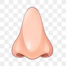 Nose