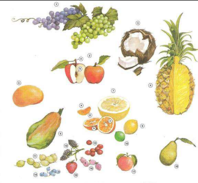 Map Quiz Vocab Fruits - Image6878b024cdc73
