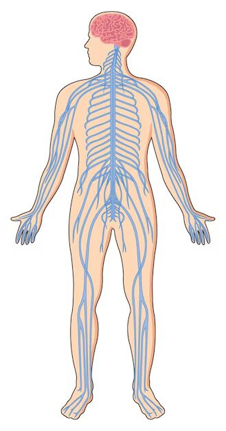 Map Quiz MAPA INTERACTIVO DE SISTEMA - Image68715992ed779