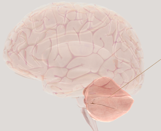 Unscramble Letters: Neuroletras (1)
