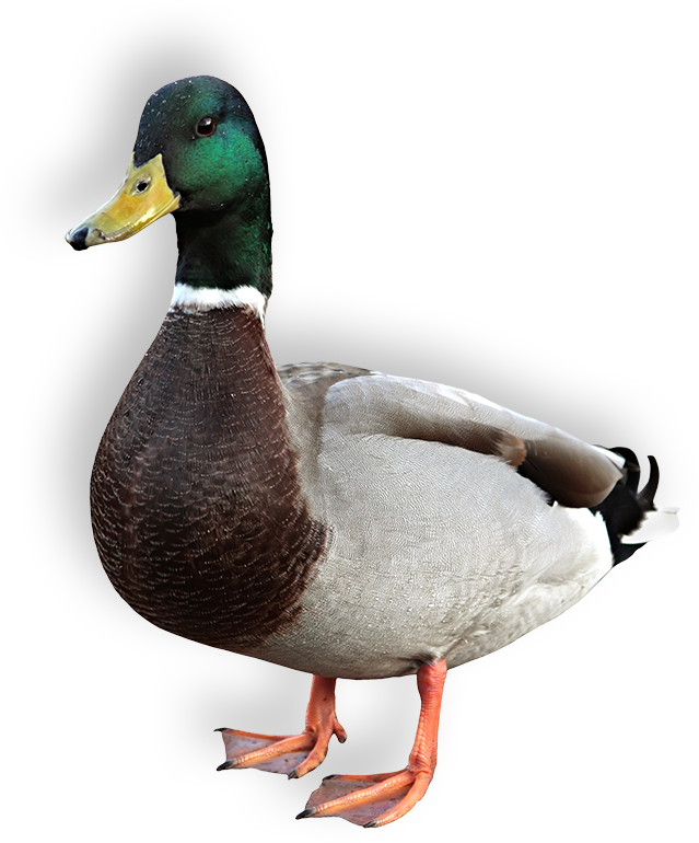 Unscramble Letters: Animals' Names