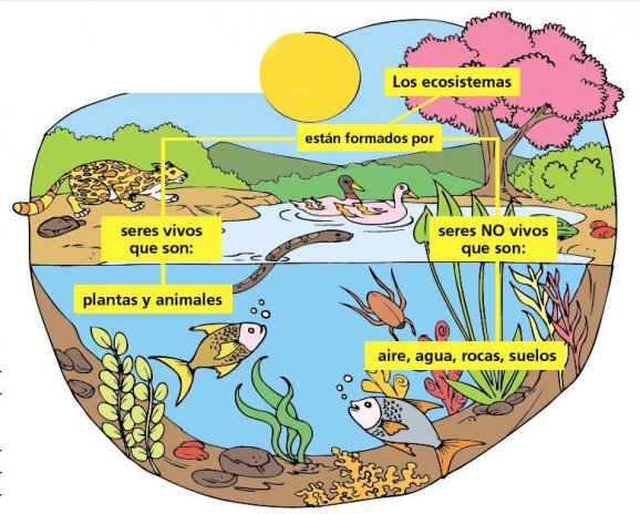 Slideshow Ecosistema Biologia 4º Primaria Ecosistema