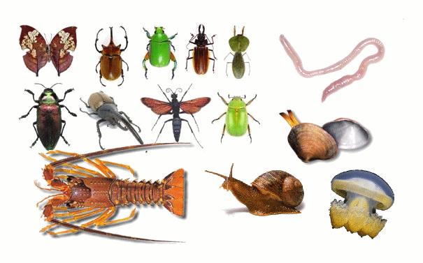 Slideshow Animales Invertebrados Biologia 3º Primaria