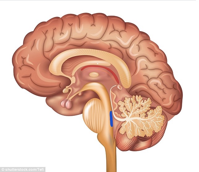 corte sagital del cerebro