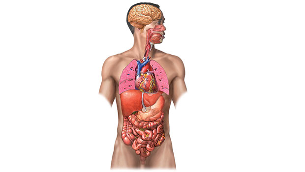 biología de órganos