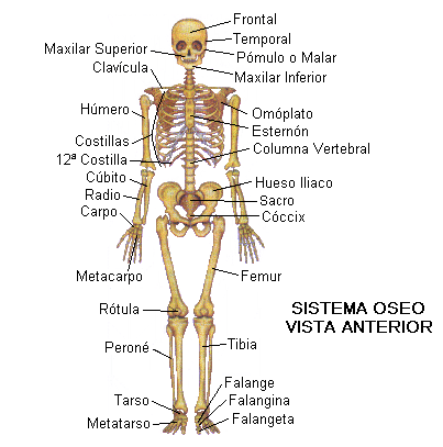 Resultado de imagen para como esta conformado el sistema oseo