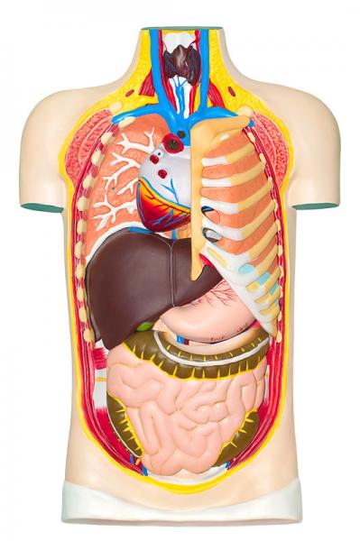 Как устроен человек внутри фото Print Map Quiz: Inre organ (language)