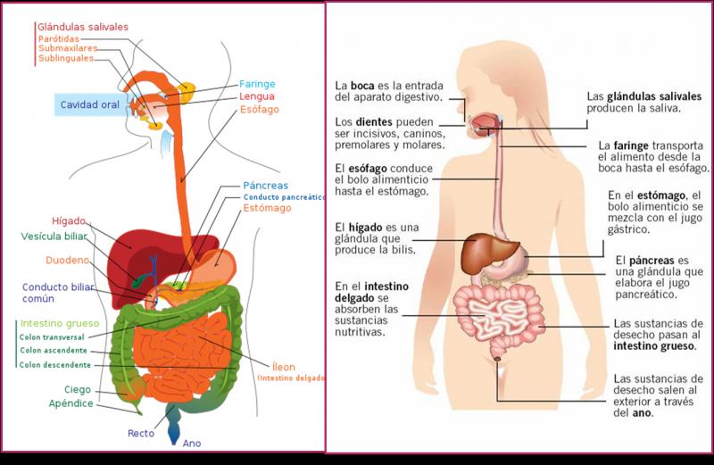 Esquema, Aparatos y sistemas del cuerpo humano