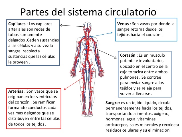 Presentación: LOS SISTEMAS DEL CUERPO HUMANO (nutrición - Noveno ...