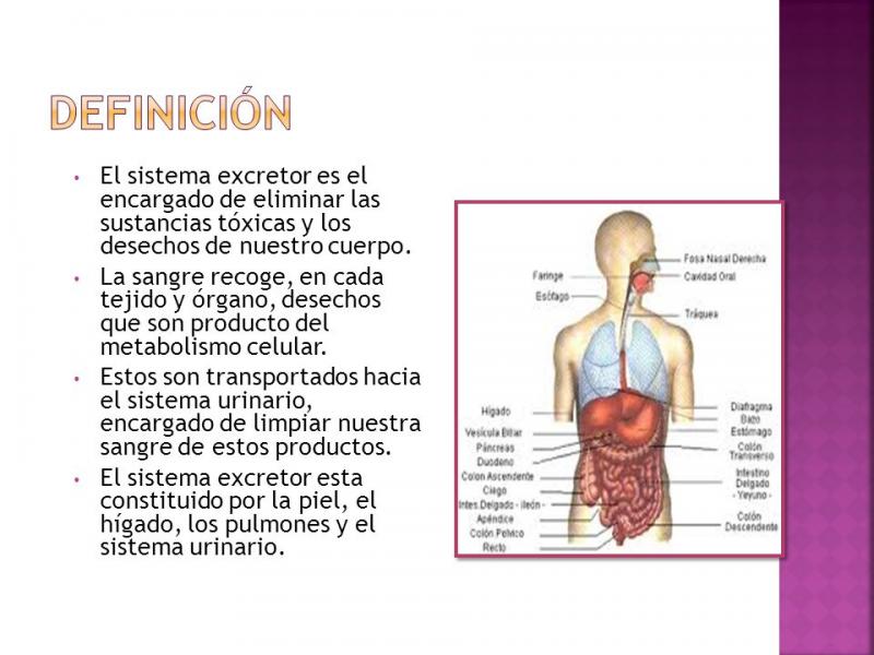 Esquema, Aparatos y sistemas del cuerpo humano