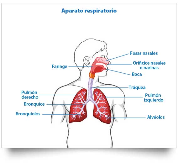 Esquema, Aparatos y sistemas del cuerpo humano