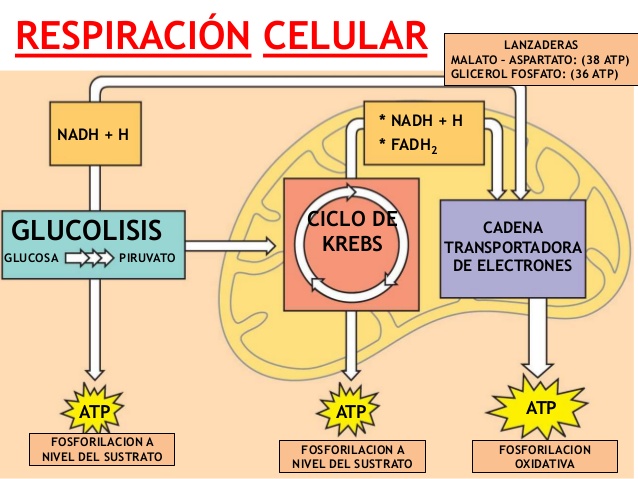 Para que sirve la respiracion celular