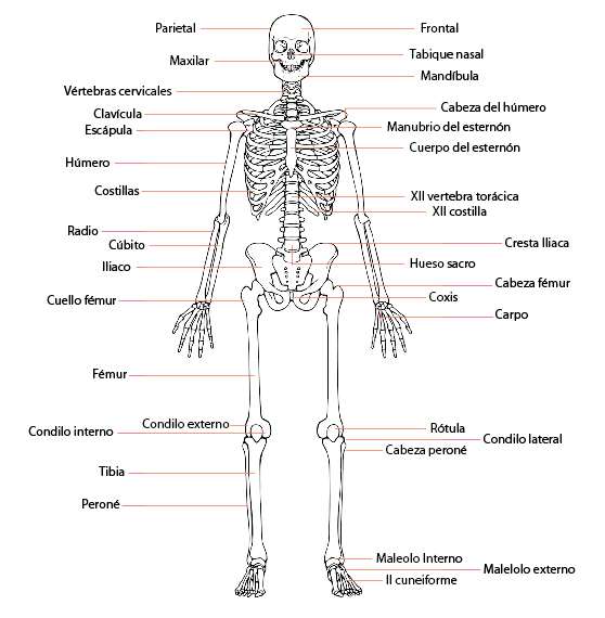 nombres de los huesos del cuerpo humano