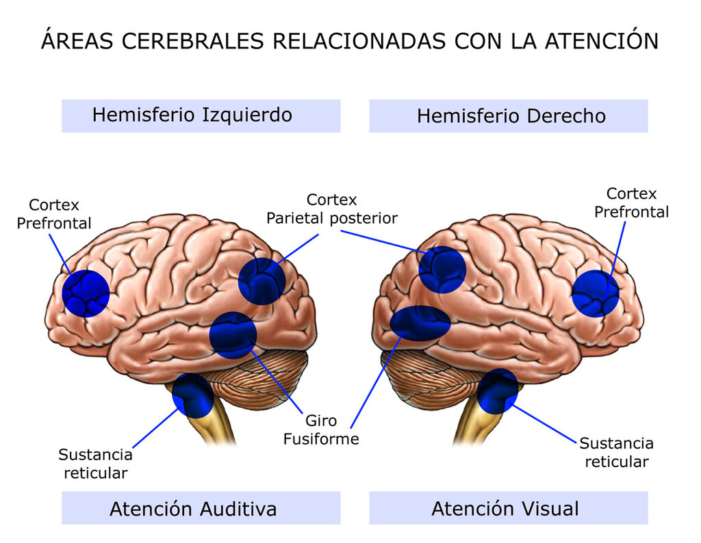 Factor localización/ejecución. 