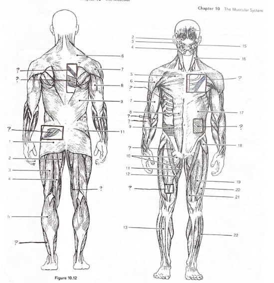 Muscles Map Empty Map Quiz: Muscles of the Body - Anatomy and Physiology