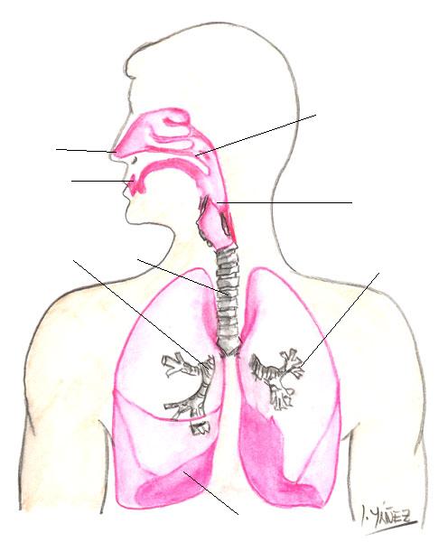 Print Map Quiz: sistema respiratorio (biología - cincias naturales)