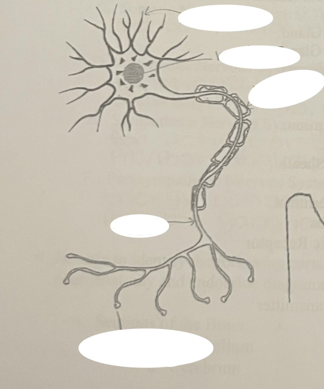 Map Quiz: Psychology - Neuron Label