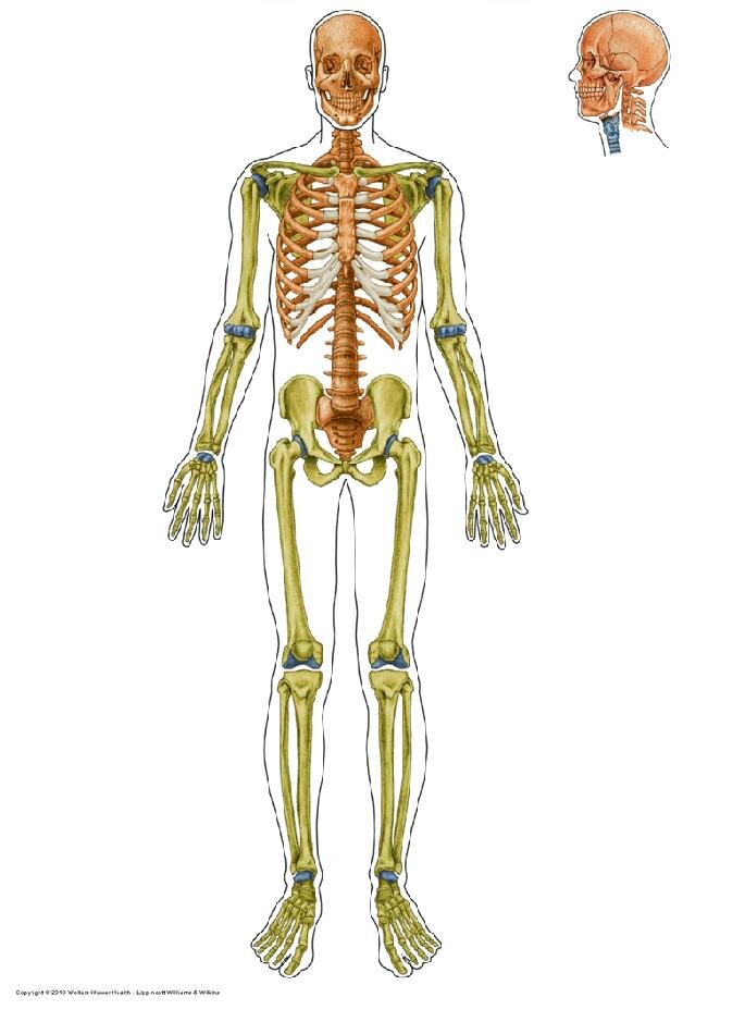 Map Quiz: mapa interactivo de esqueleto apendicular y axial