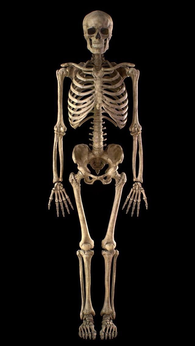 Map Quiz: Anatomía