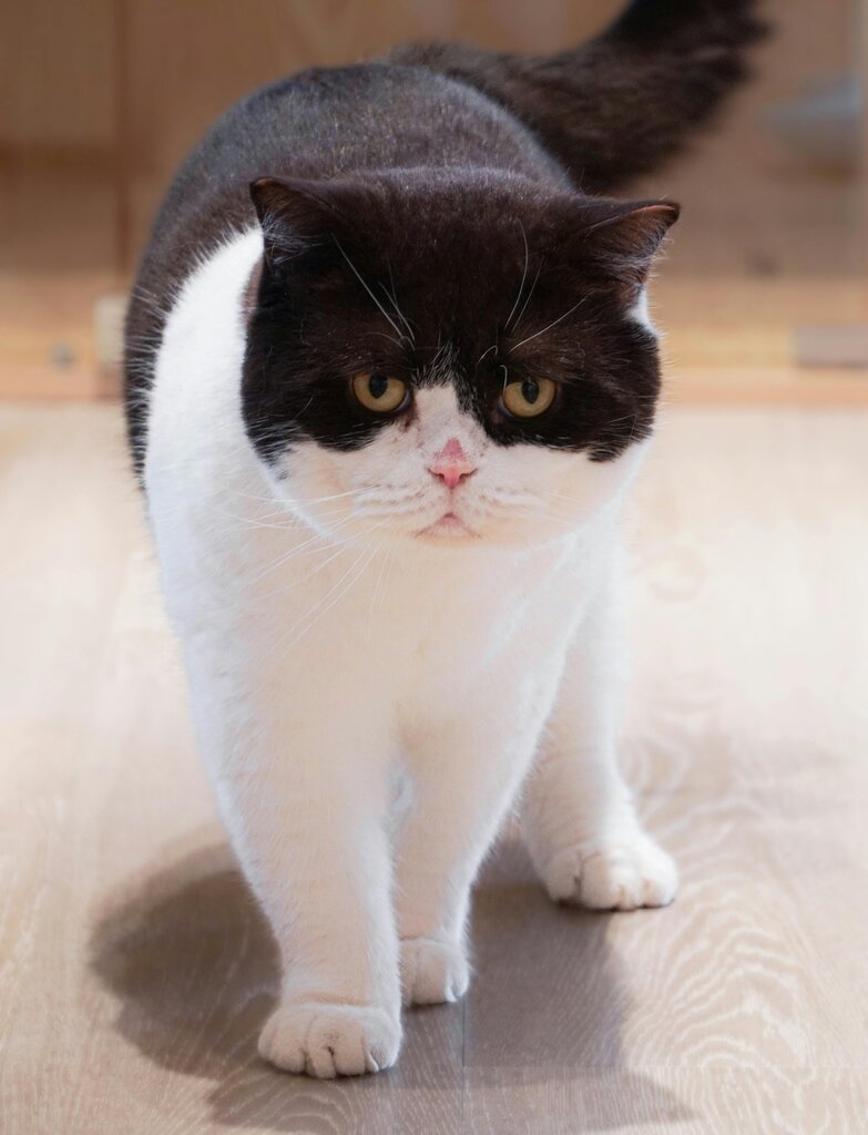 ¿?