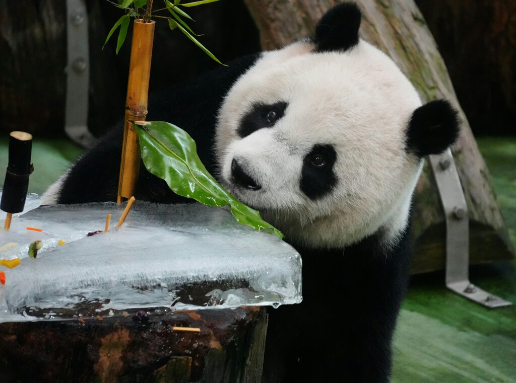 ¿De dónde ____ el panda?