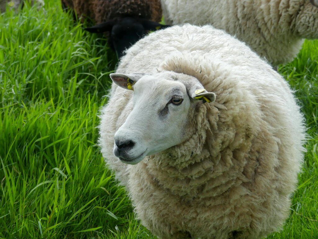 Memory: Unit 8 The Farm