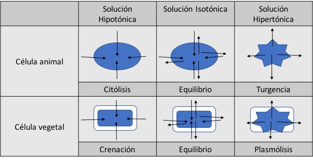 solución isotónica célula vegetal