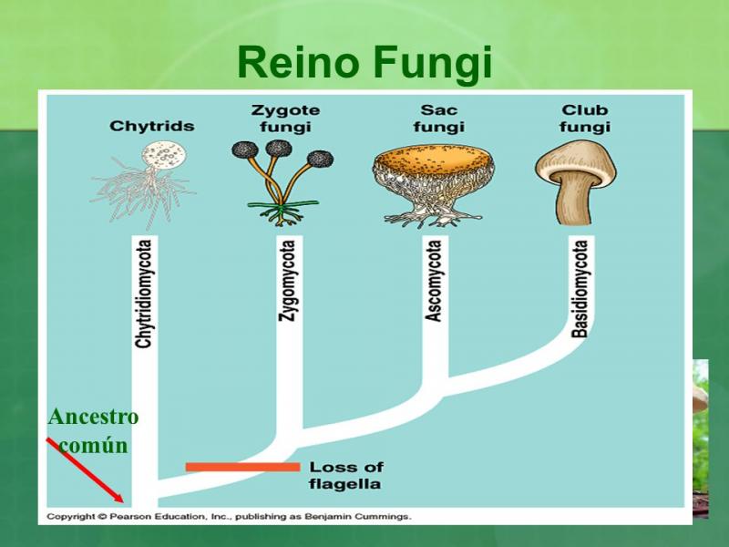 Presentación: Reino Fungi. (biología - 5º educación primaria ...