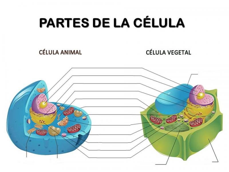 Map Quiz Celula Animal Y Vegetal Biologia 5º Educacion