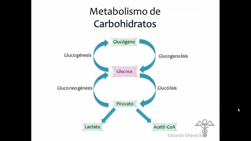 metabolismo del acetil coa