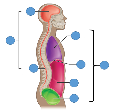 cavidades y órganos del cuerpo