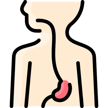 A tube that carries food from the throat to the stomach.