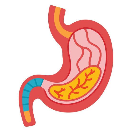 An organ where food is mixed and digested with acid and enzymes.