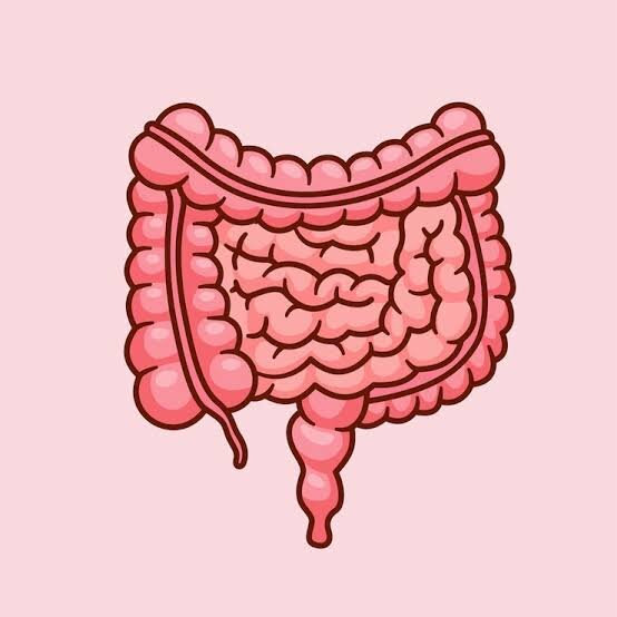 A long tube where nutrients are absorbed during digestion.