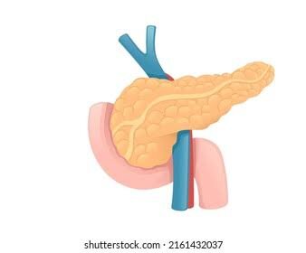 A gland that produces digestive juices that neutralize acids and break down nutrients.