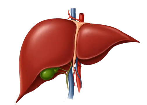 The organ that produces the bile necessary for the emulsification of fats.