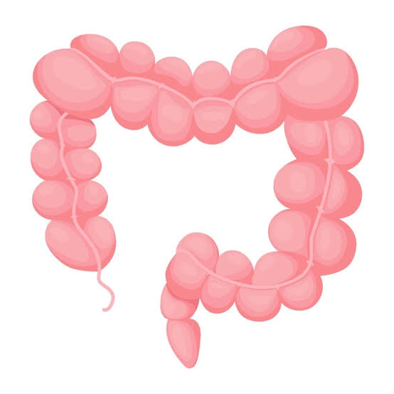 The part of the large intestine where water is absorbed and stool is formed.
