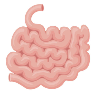 The small intestine does not play a role in the absorption of nutrients.