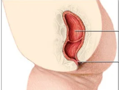 The anus serves as the exit point of the digestive system for eliminating waste.